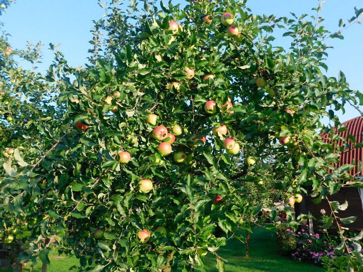 Самоопыляемые сорта яблонь для подмосковья - дневник садовода semena-zdes.ru