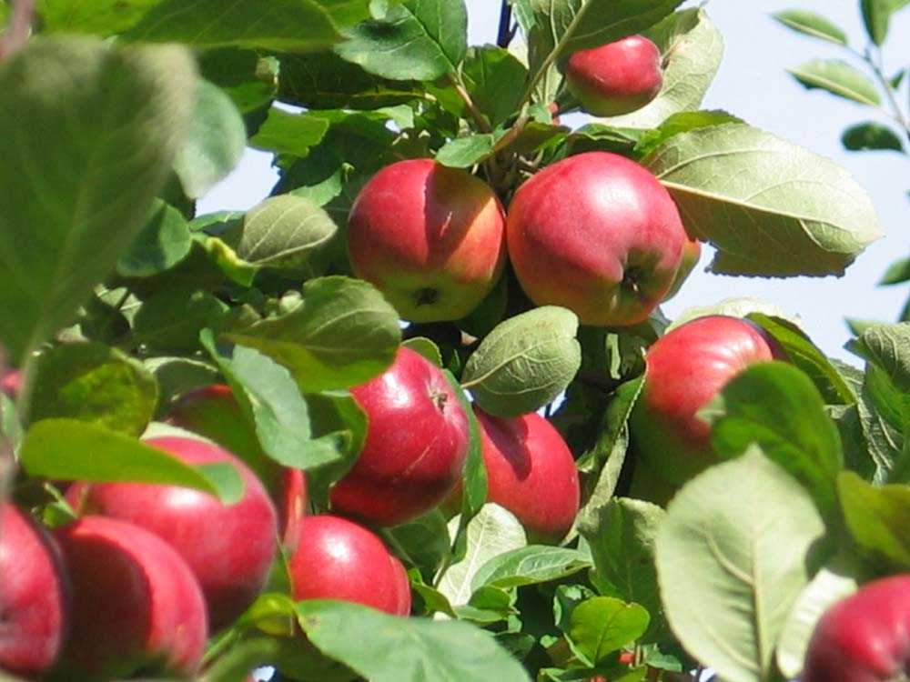 Яблоня «услада» — старый поверенный сорт