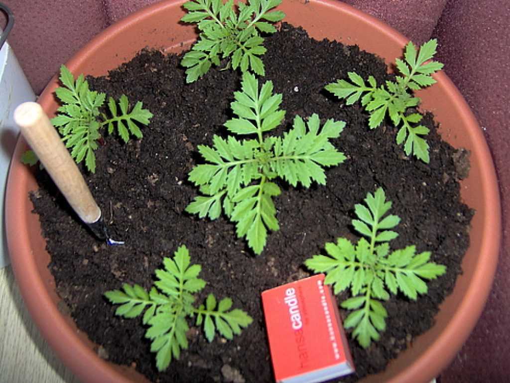 Выращивание бархатцев из семян в домашних условиях фото пошагово