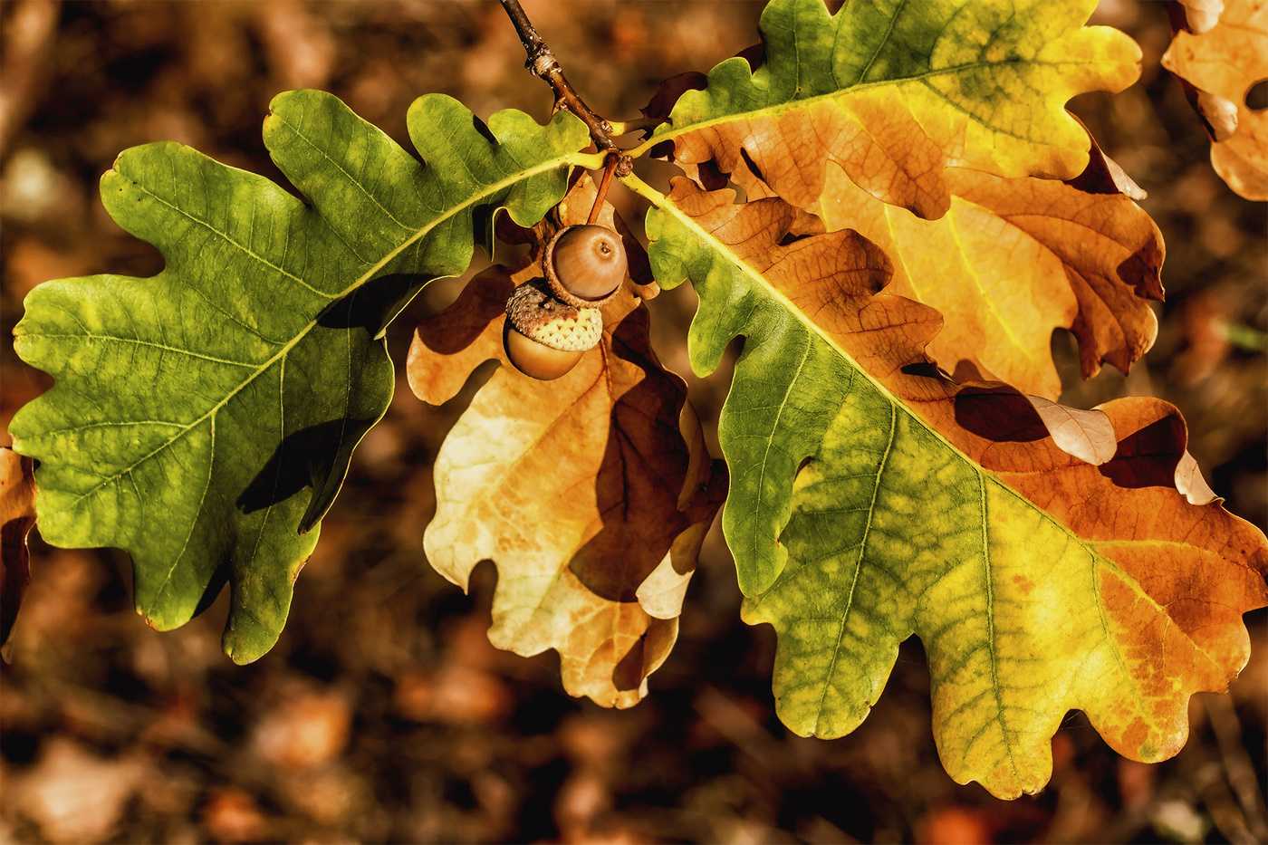 Когда заканчивается листопад у черемухи. листопад — сезонное обновление: дуб, рябина, тополь, яблоня