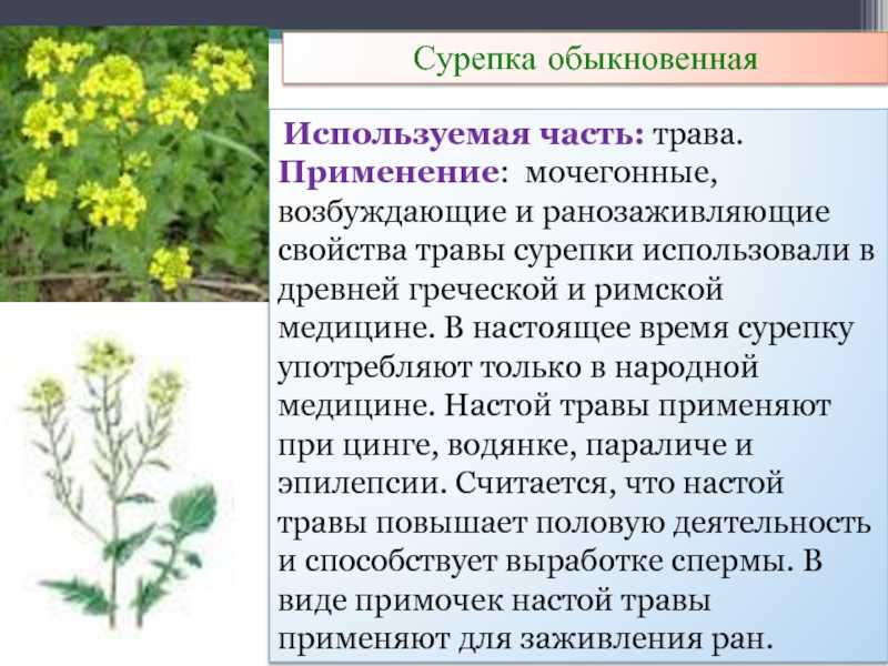Сурепка ценна как профилактическое общеукрепляющее средство, считается травой мужского здоровья Подробнее о свойствах растения читайте в статье