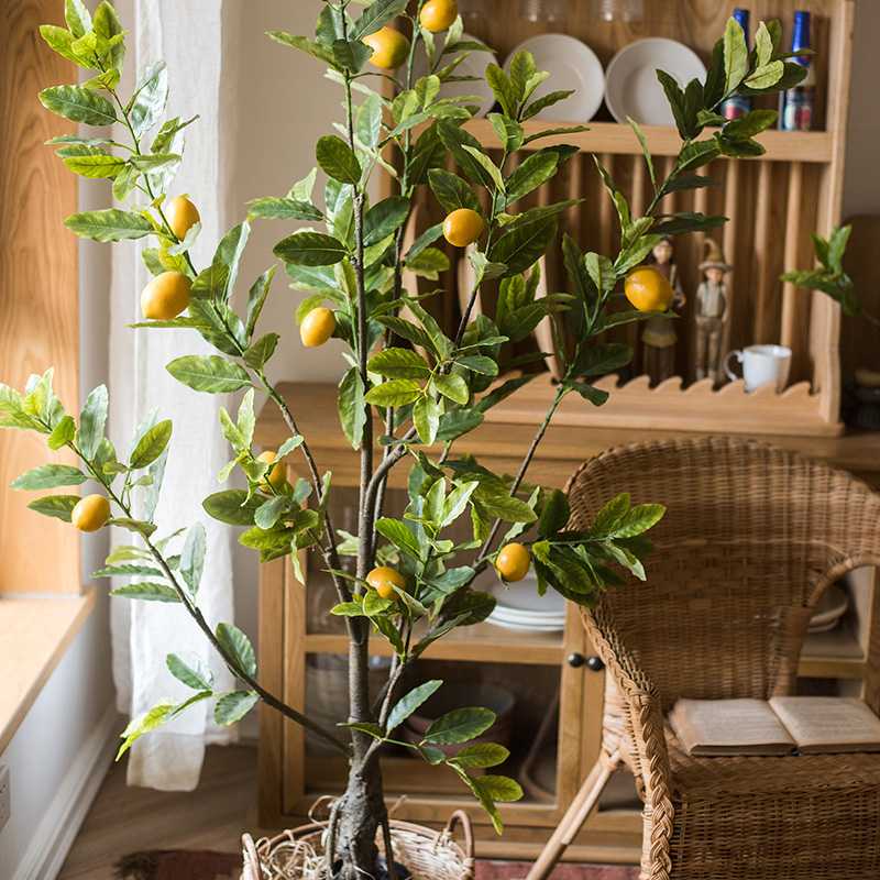 Мандариновое дерево: уход в домашних условиях, особенности полива и освещения, фото