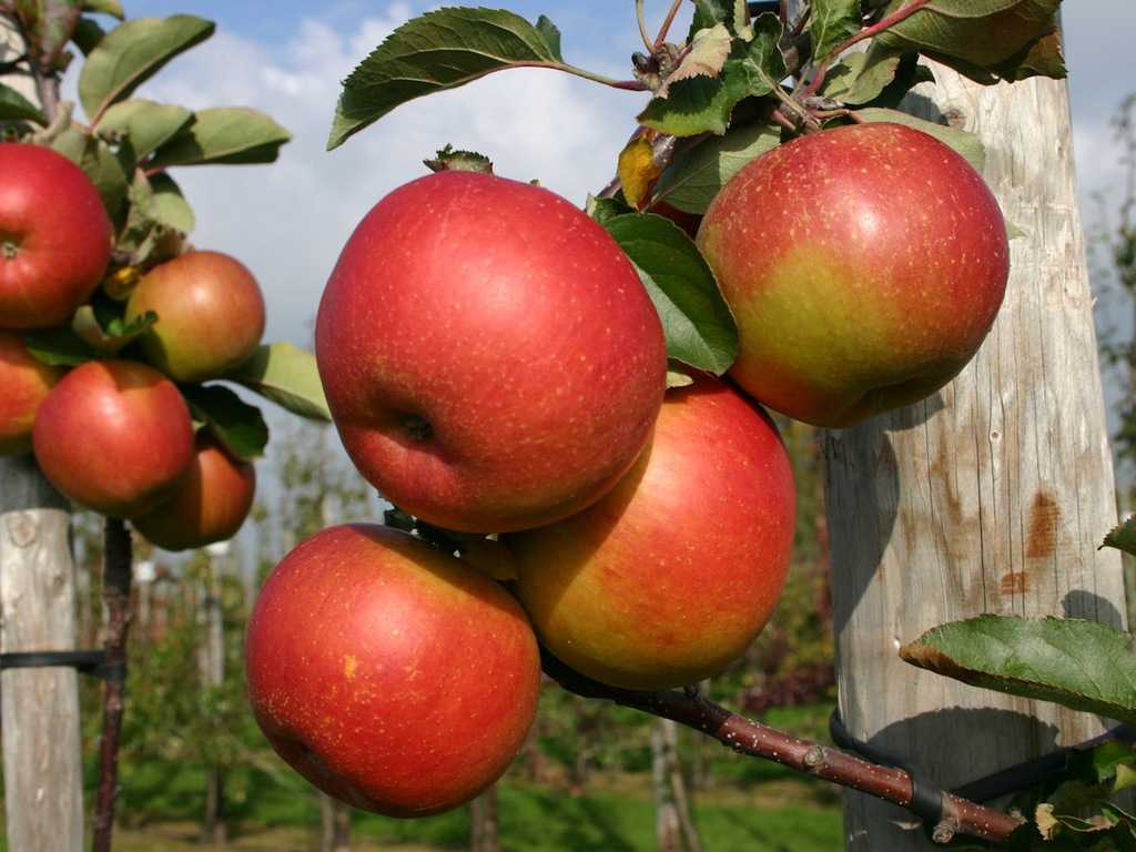 Лучшие сорта яблонь