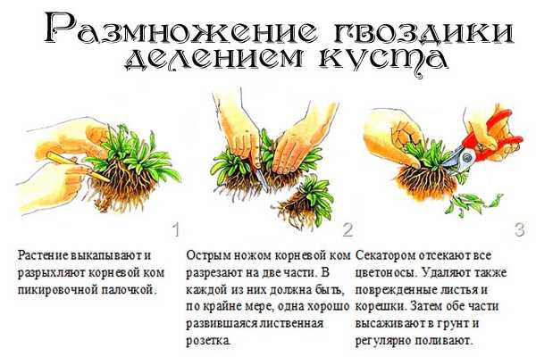 Как вырастить шиповник из семян и черенков, посадка и уход, чем удобрять весной, сбор и сушка плодов