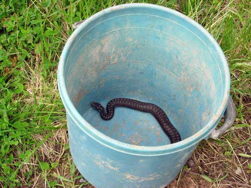 Как избавиться от змей на дачном участке или в частном доме простыми способами с помощью народных и химических средств