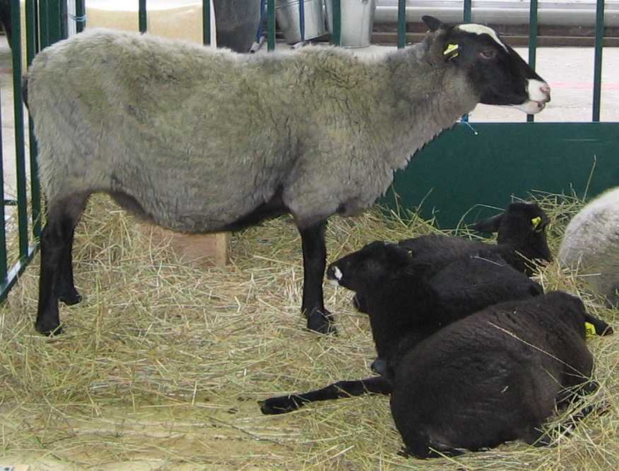 Катумская порода овец: характеристика породы, внешний вид, особенности, фото