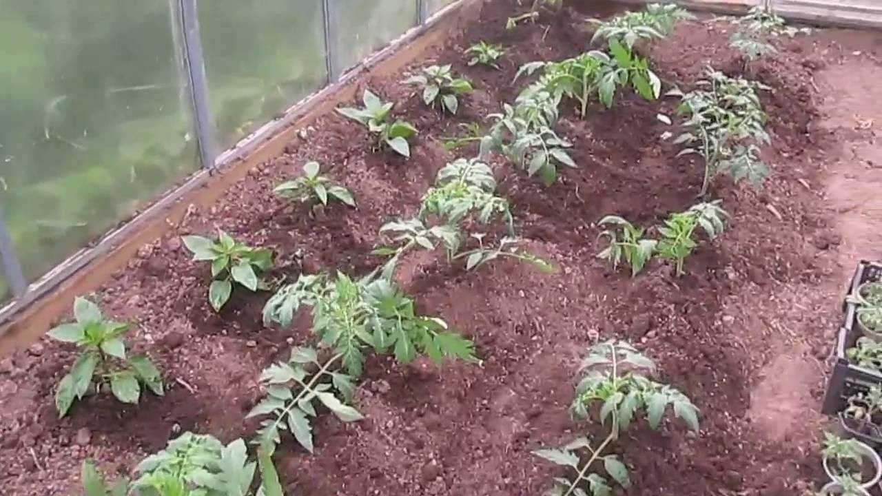 Выращивание помидоров в открытом грунте: методы ухода, техники