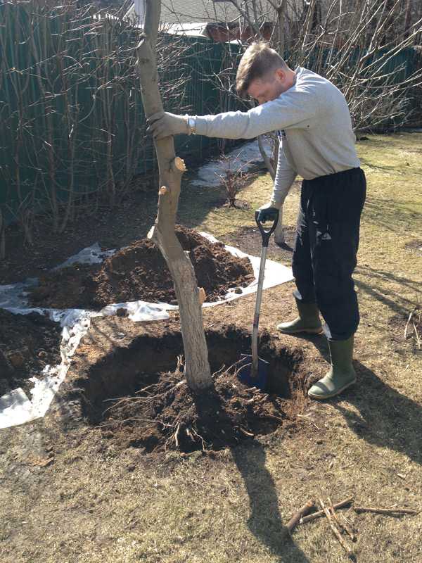 Выращивание дуба из желудя на садовом участке