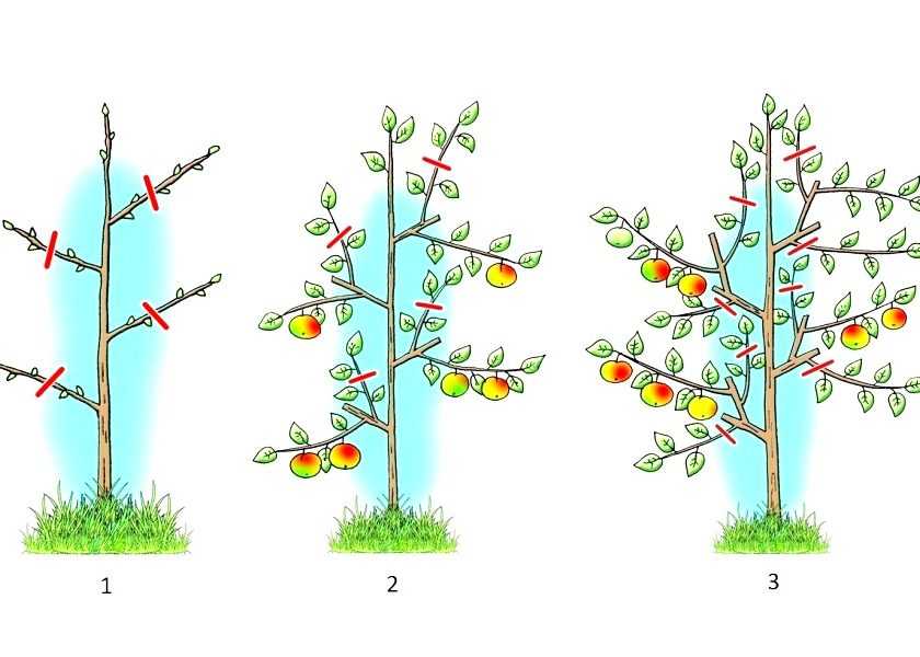 Формирующая обрезка яблони — от саженца до взрослого дерева