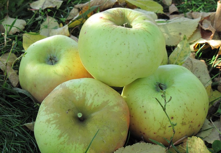 Сорта яблонь в беларуси: лучшие летние (ранние) и зимние деревья