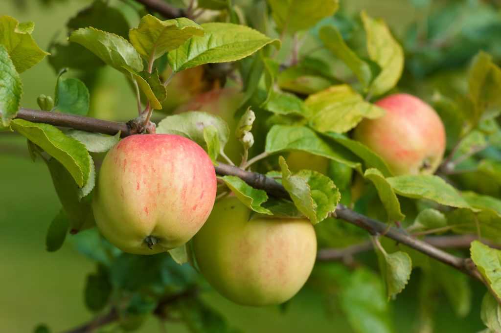 Лучшие карликовые сорта яблони, в том числе для различных регионов, с описанием, характеристикой и отзывами, особенности их выращивания