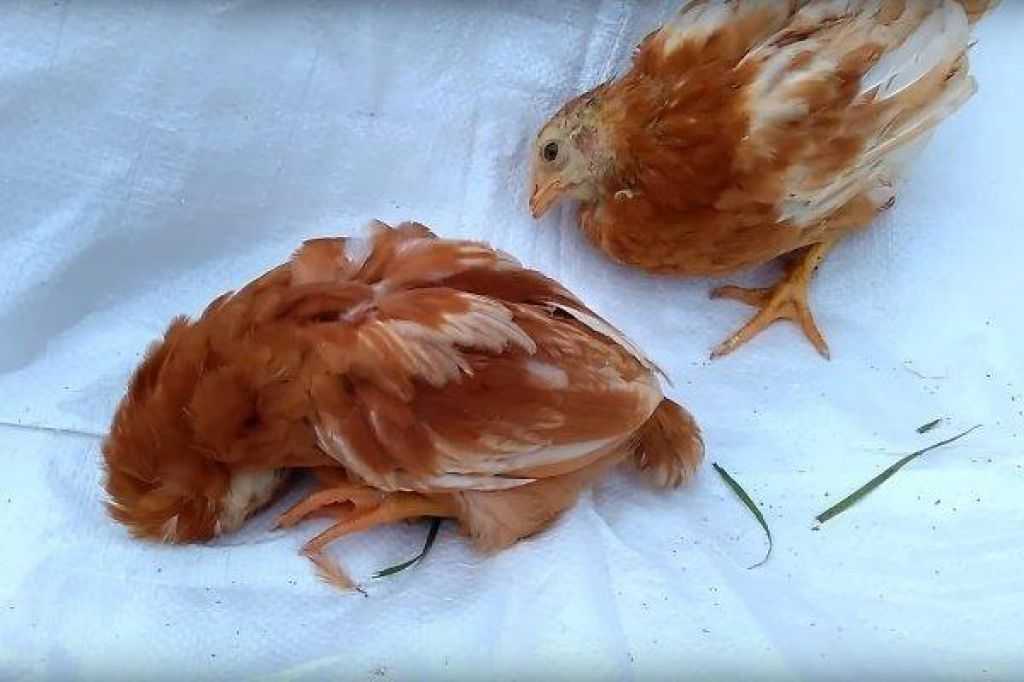 Кокцидиоз у цыплят и курей — симптомы и лечение в домашних условиях, профилактика