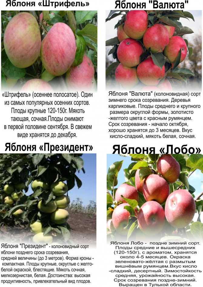 Описание сорта яблони алые паруса: фото яблок, важные характеристики, урожайность с дерева