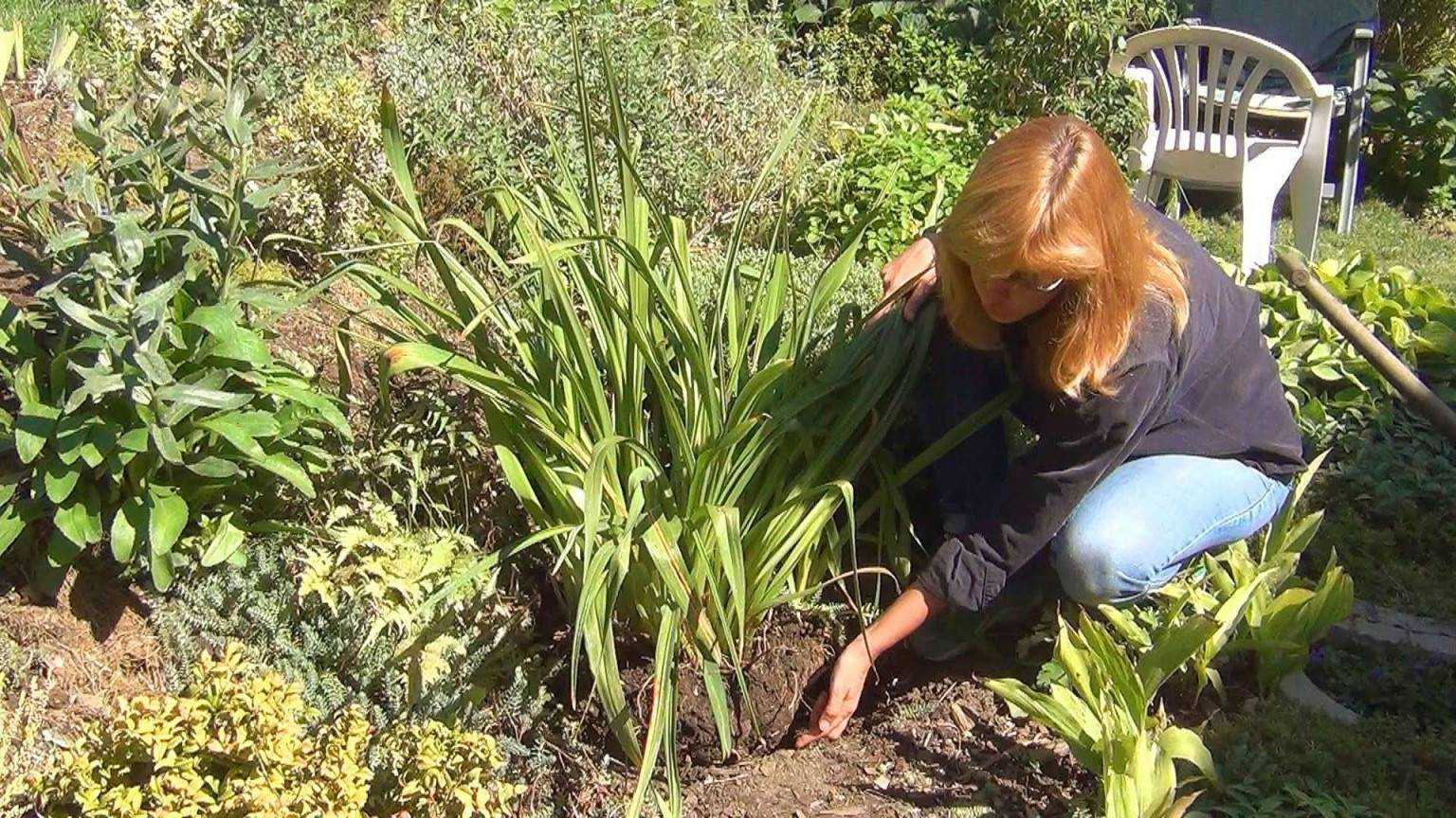 Лилейники: посадка в открытый грунт и уход, выращивание в саду