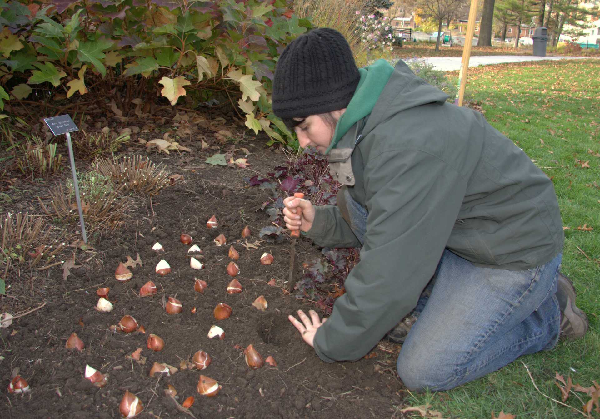 Как сажать тюльпаны весной луковицы в открытый грунт