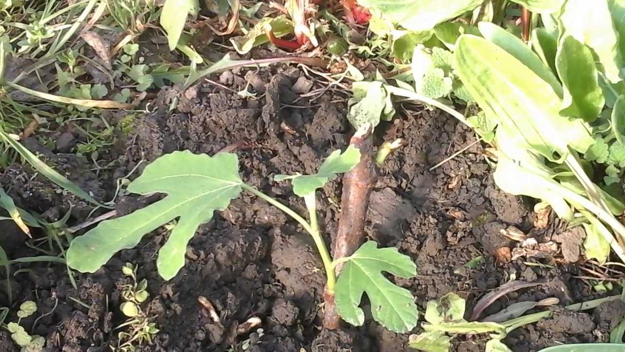 Выращивание инжира в открытом грунте, уход и размножение