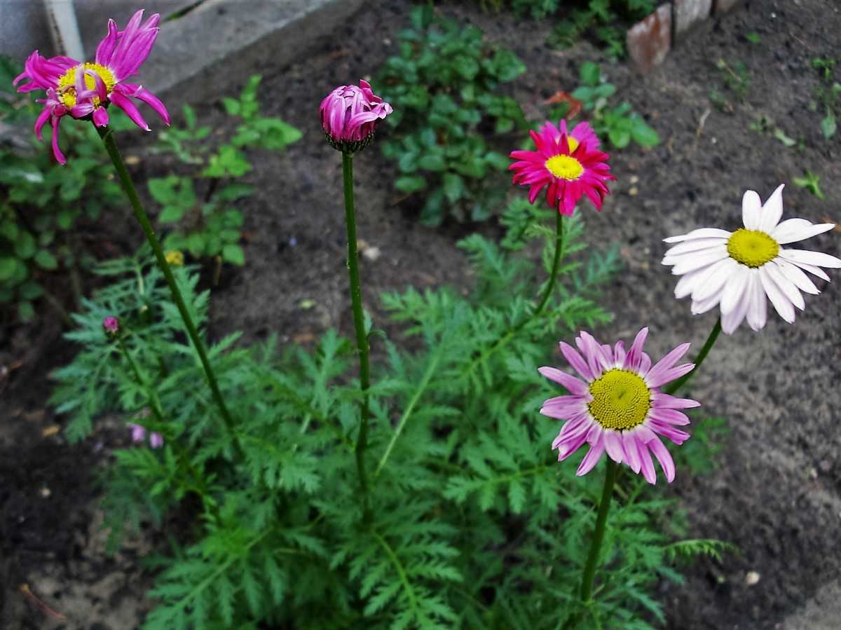 Пиретрум: советы по посадке и уходу за цветком в открытом грунте