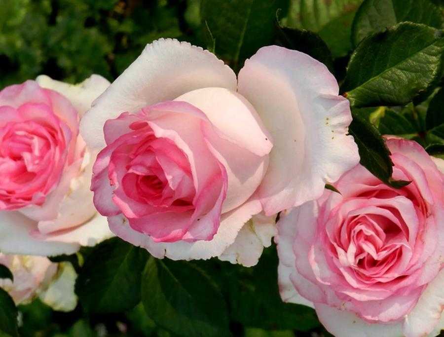 Особой любовью у флористов и садоводов пользуется роза нежных оттенков Дольче Вита Стойкая, с крепким бутоном, она долго радует цветением в саду и активно используется в букетах и композициях