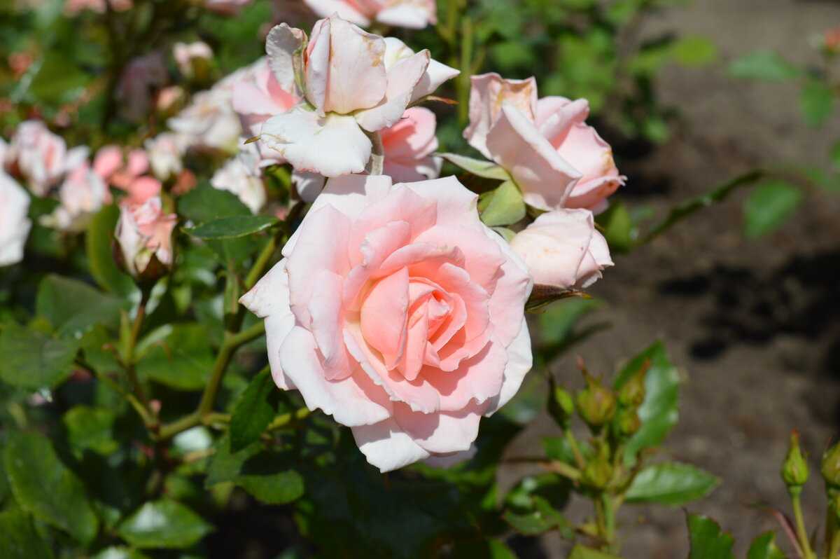 Розы спрей (сорта, фото, описание) + идеи по применению в саду