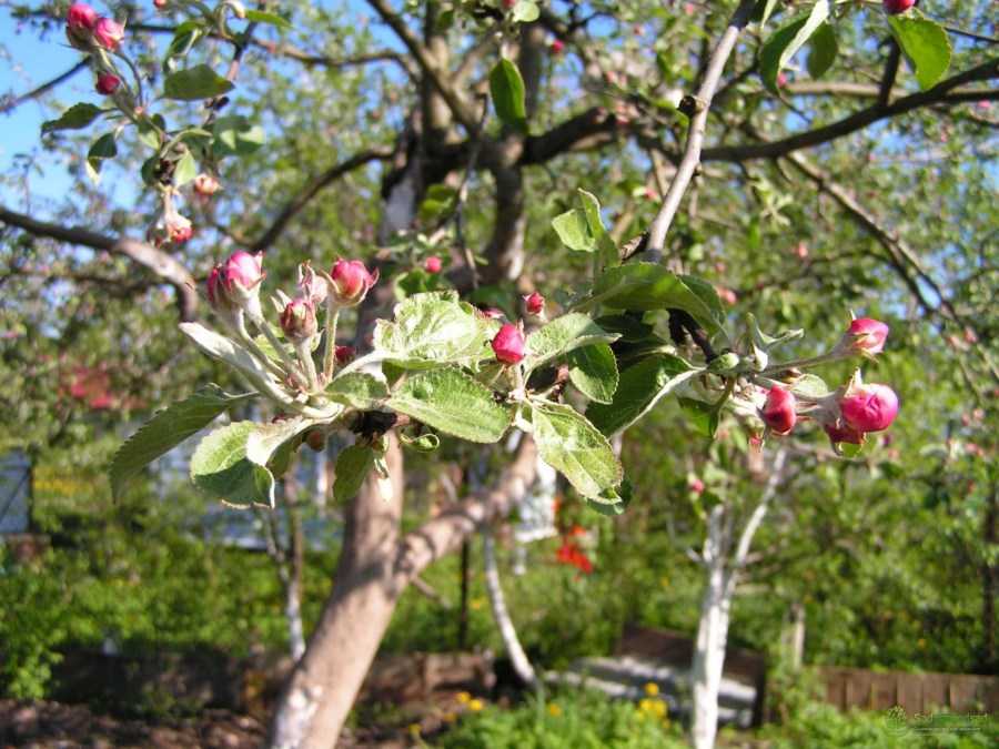 Позднеспелая яблоня орловский синап: описание, фото