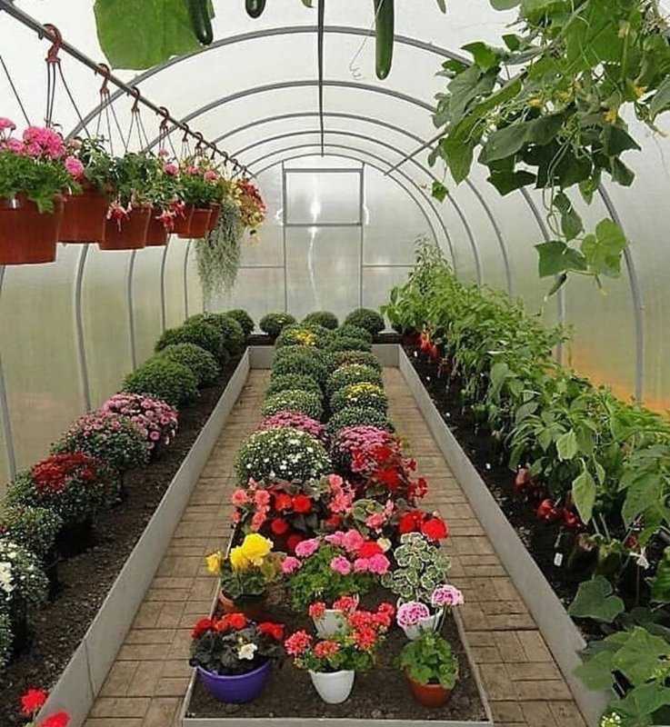 Бизнес на выращивании цветов в теплице