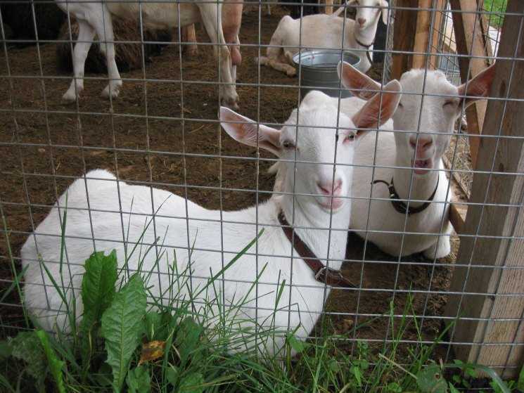 Как правильно запустить козу перед окотом — инструкция