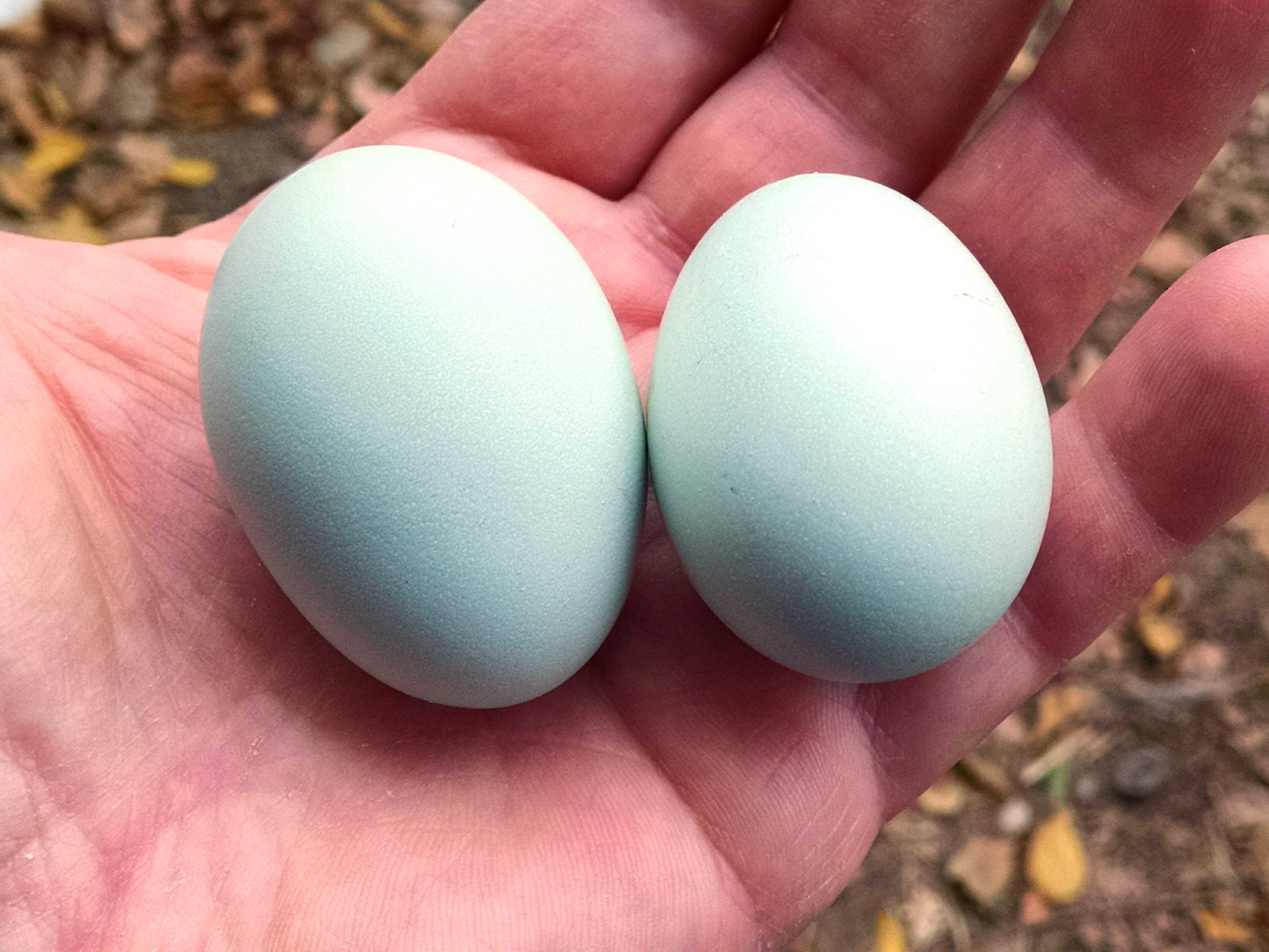 Породы кур, несущие самые крупные яйца