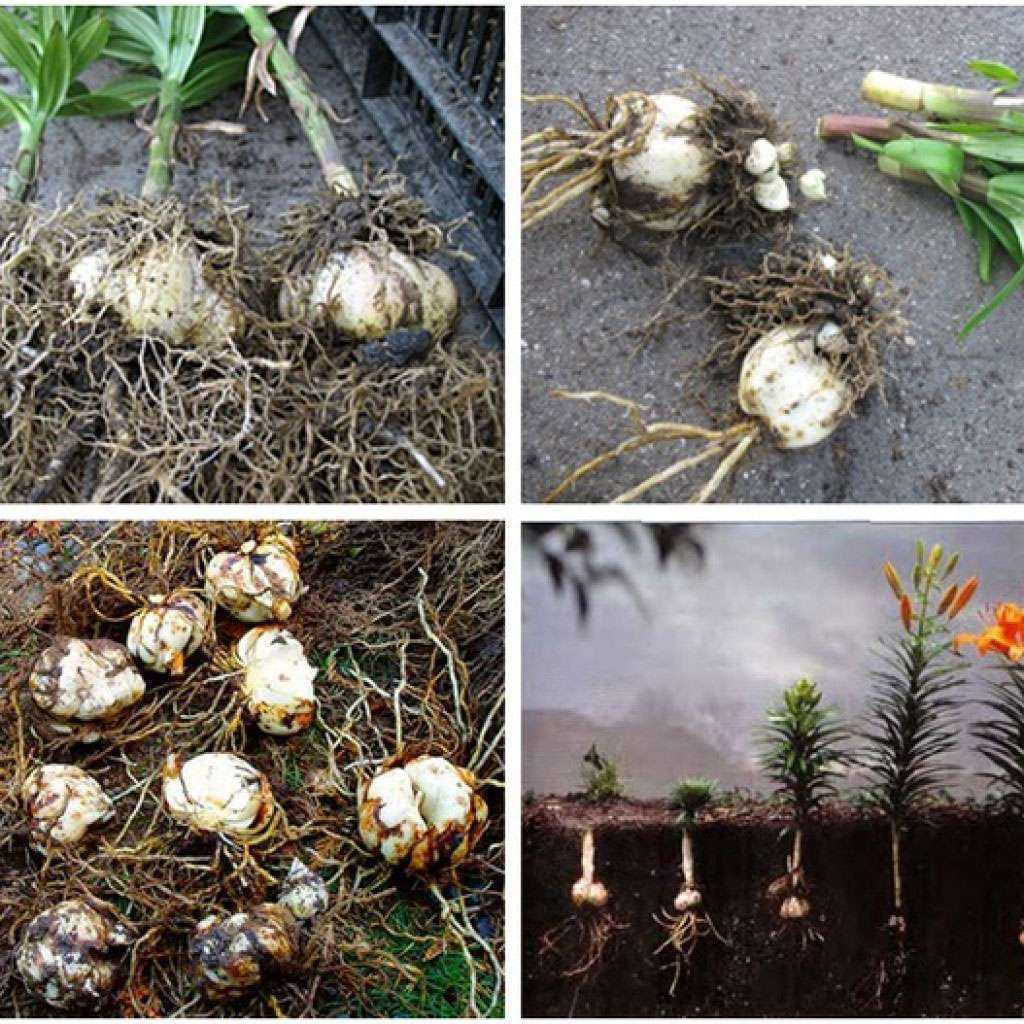 Когда пересаживать лилии осенью Почему важен период покоя Готовность луковицы, её обработка Подготовка земли или лунки Технология посадки