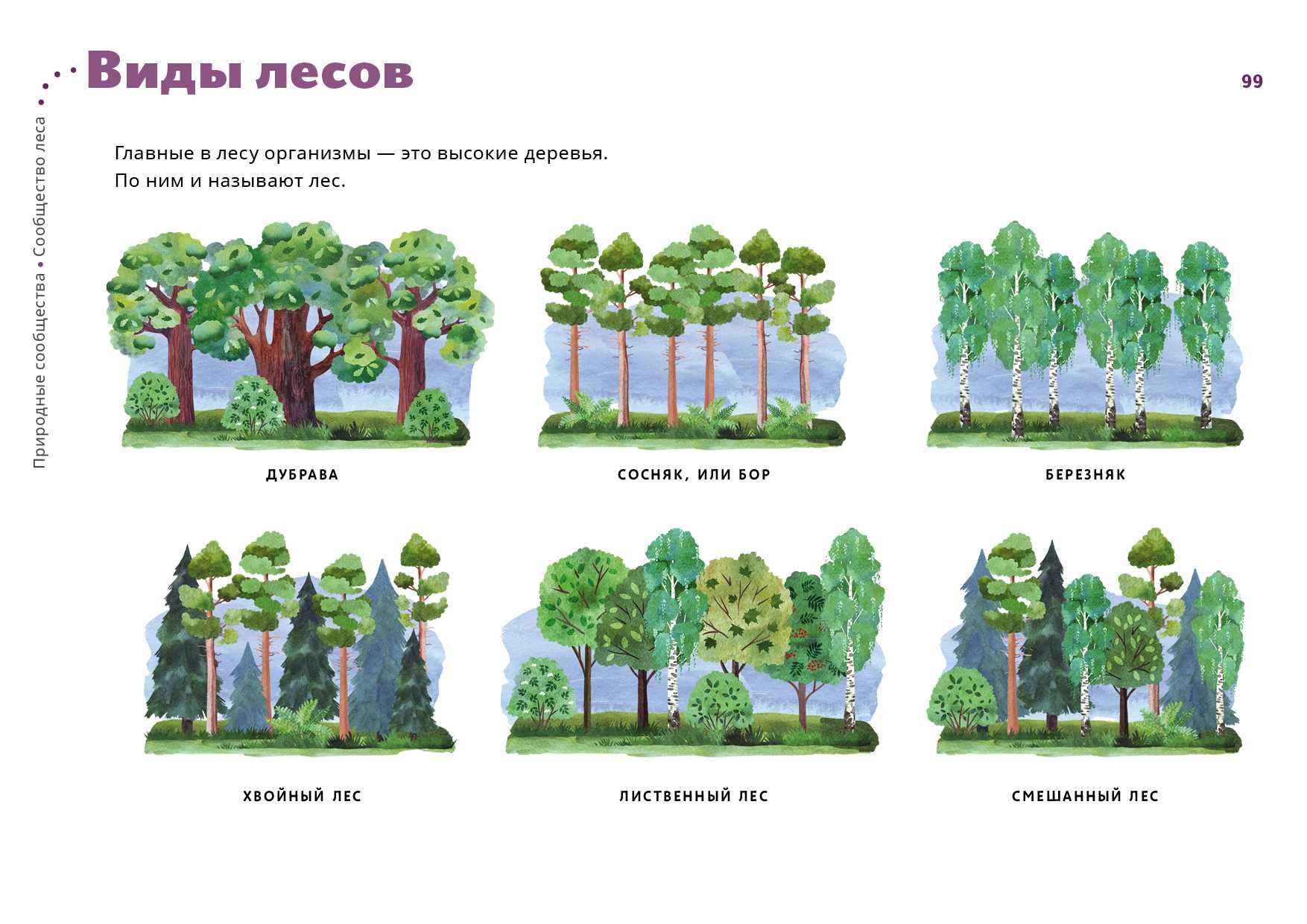 Урок 7: леса россии - 100urokov.ru