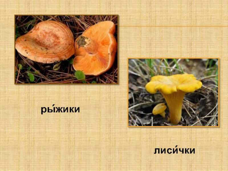 Рыжик гриб — фото и описание, как готовить, где искать