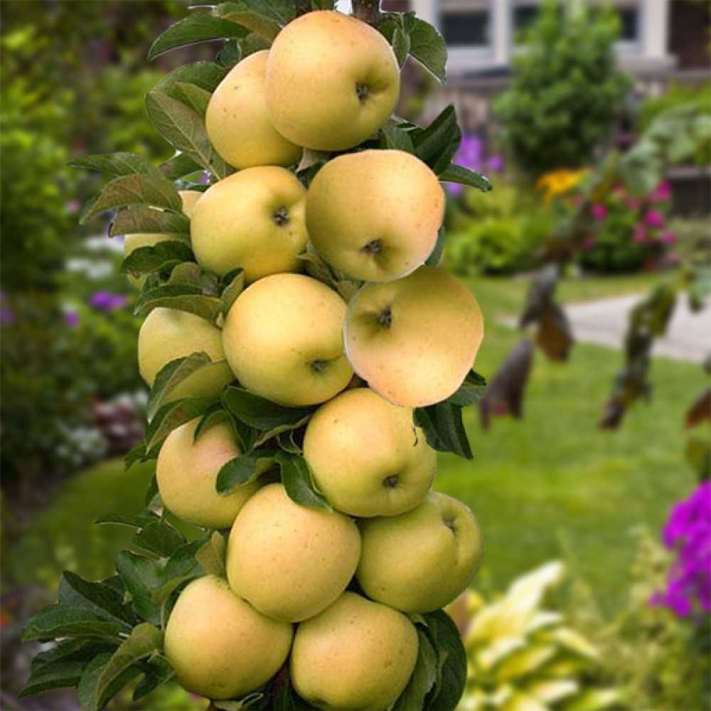 Яблони для подмосковья: лучшие сорта с описанием
