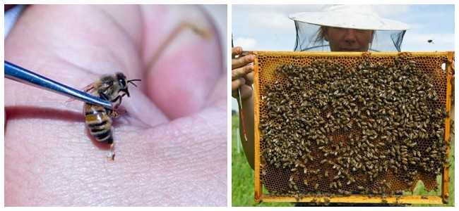 «все рабочие пчёлы погибли ещё в июне»: из-за производства рапса для европы в россии начались проблемы с мёдом