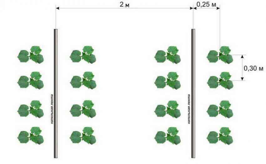 Схема посадки огурцов в теплице 3х4