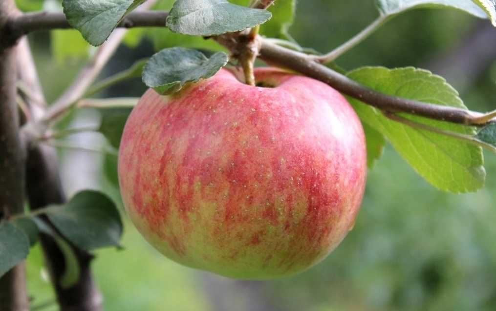 Топ-15 ранних сортов яблок для средней полосы россии