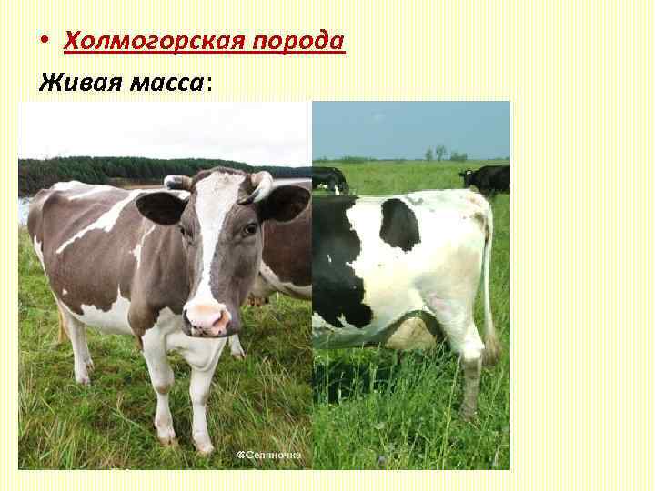 Причины и профилактика хромоты высокопродуктивных коров – экспертное мнение и советы — agroxxi