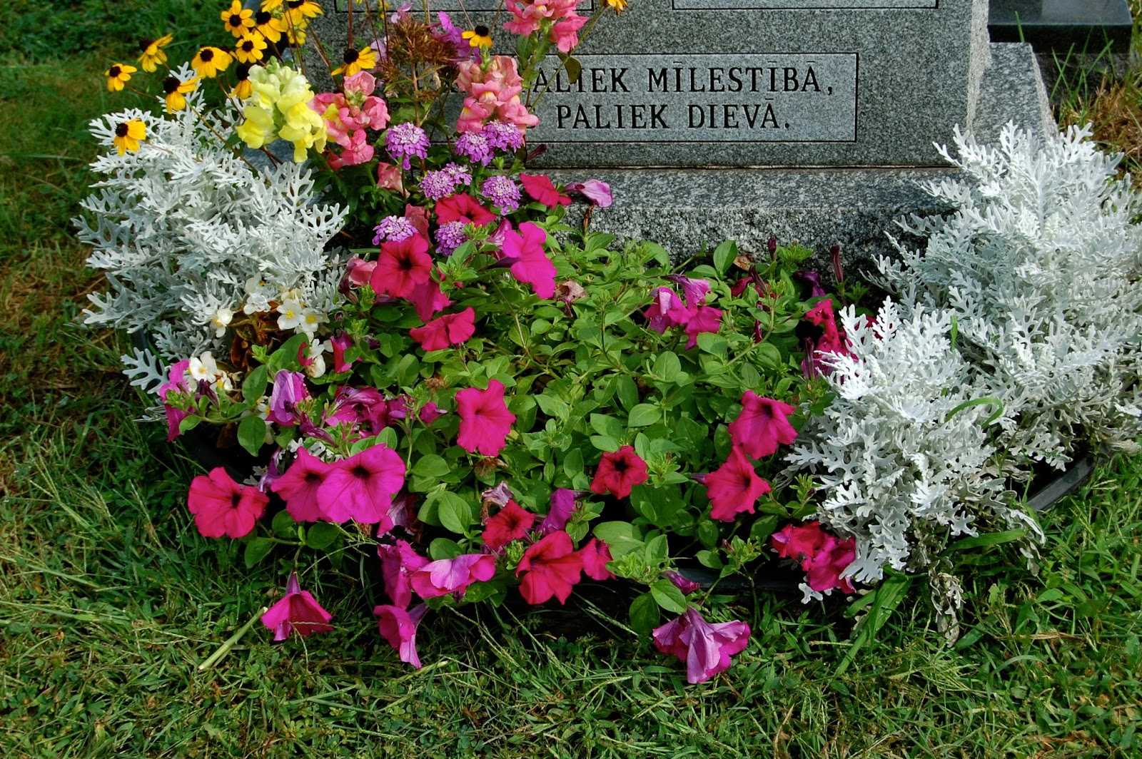 Неприхотливые многолетние цветы для кладбища: фото с названиями