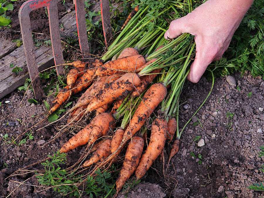 Когда лучше копать морковь со свёклой в 2018 году, зависит от региона произрастания культуры Эта процедура важна для продолжительного хранения корнеплодов