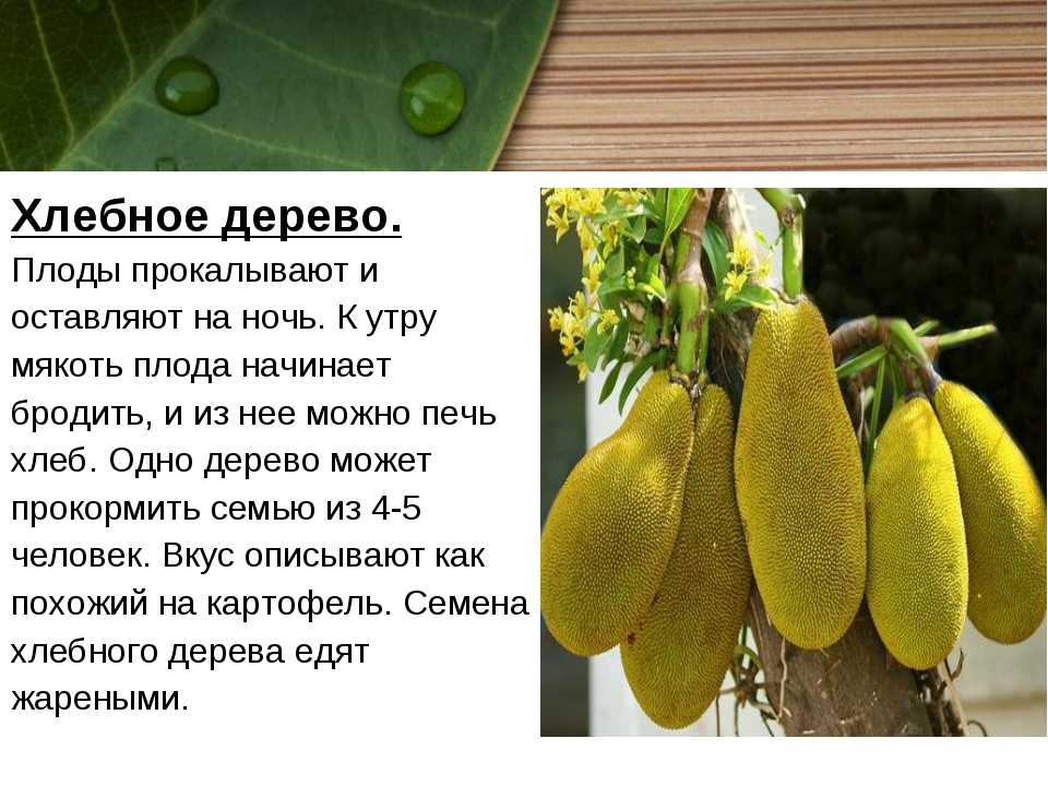 ᐉ особенности хлебного дерева - roza-zanoza.ru