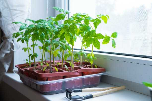 Когда и как правильно сажать луковицы лилий в открытый грунт и на проращивание