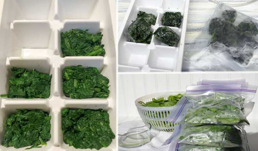 Как заморозить шпинат на зиму в домашних условиях: 6 способов заморозки » сусеки