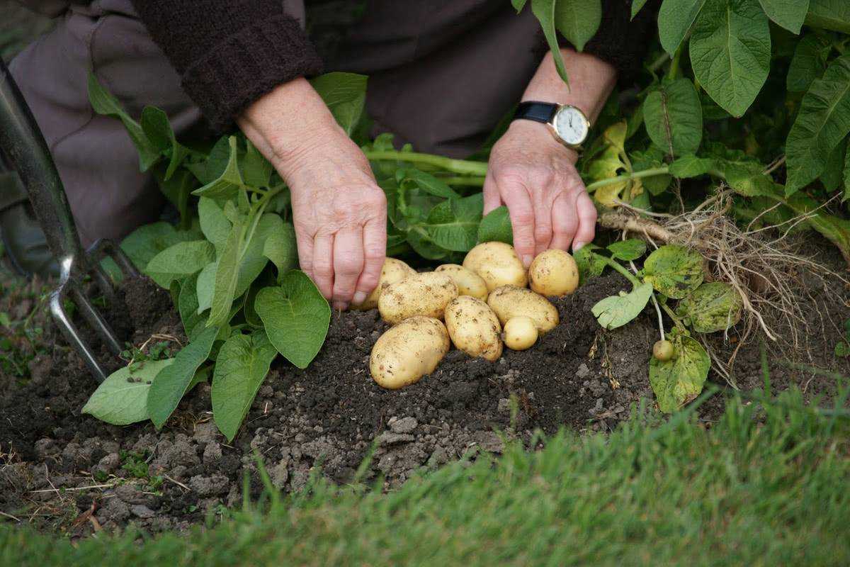 Технология выращивания раннего картофеля | огородник