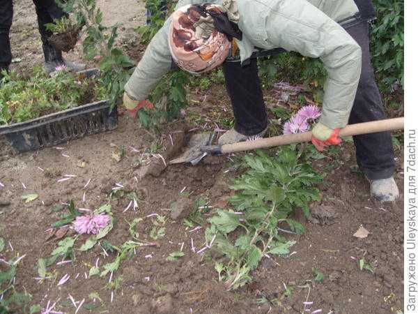 Хризантемы в горшках можно ли высаживать в открытый грунт. особенности посадки | дачная жизнь