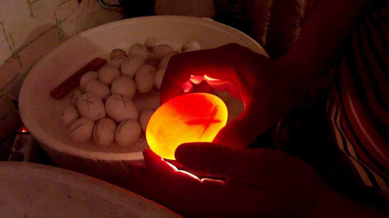 Инкубация гусиных яиц — правила проведения в домашних условиях