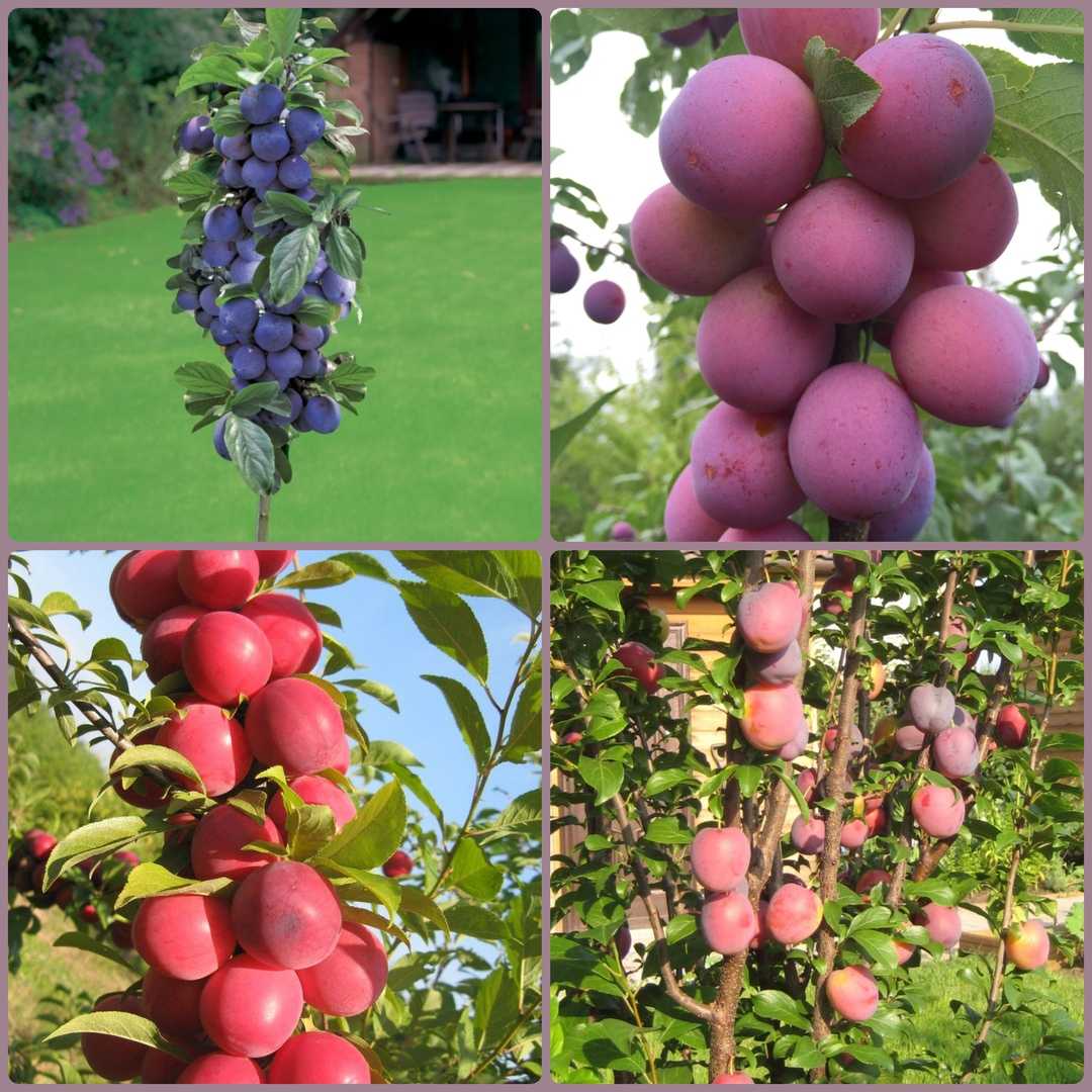 Яблоня колоновидная: выращивание, обрезка, сорта