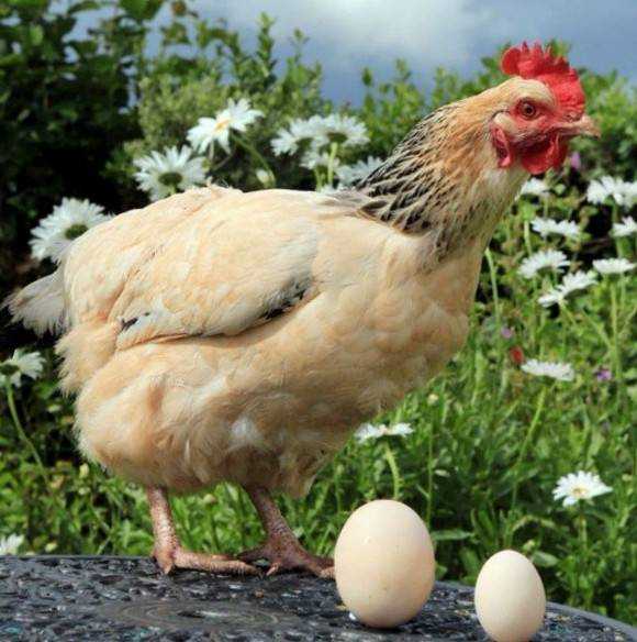 Почему куры клюют яйца: причины, что делать