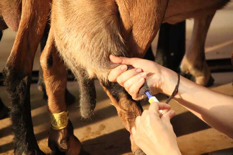 Чем лечить мастит у коровы: народные средства и антибиотики