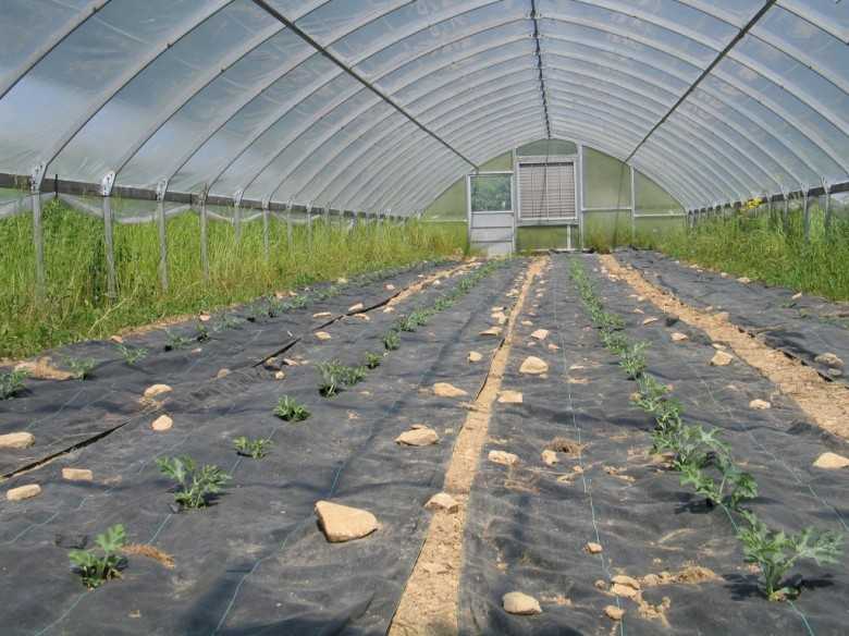 Выращивание арбузов на дачном участке в сибири