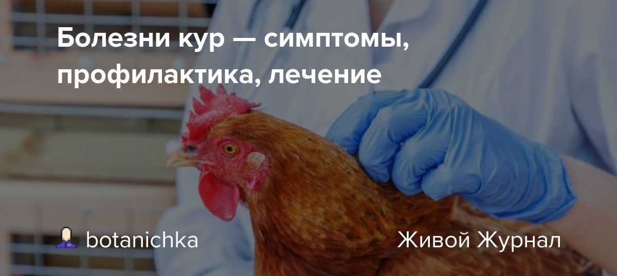 Кокцидиоз у кур: симптомы и лечение у цыплят и бройлеров с фото