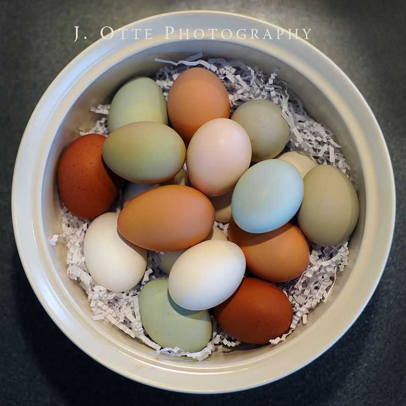 Куры, несущие голубые и зеленые яйца: породы, описание, фото