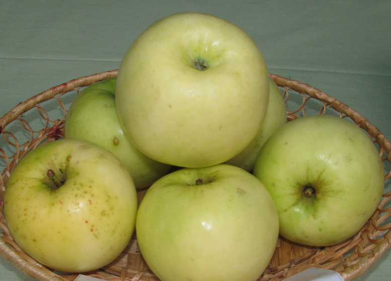Сорт яблок белорусское сладкое: описание и характеристика, особенности выращивания и ухода, фото